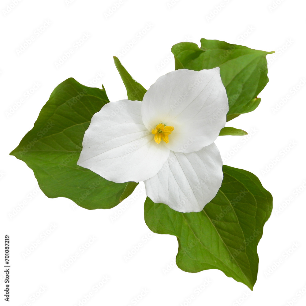 Obraz premium Trillium grandiflorum (Large-flowered Trillium) Native North American Woodland Wildflower Isolated