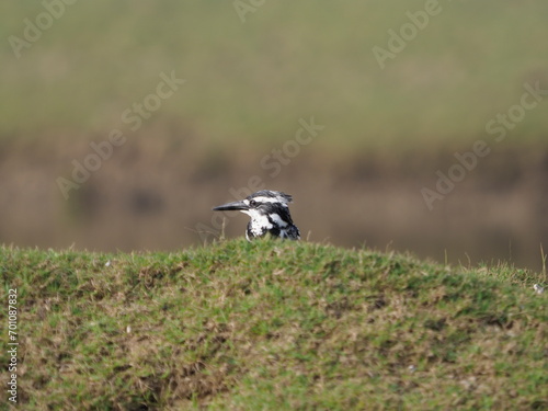 Pied Kingfisher head showing