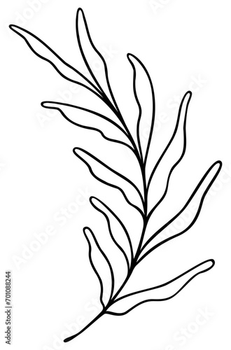Leaf Line Art Fern