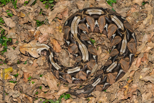Gaboon Adder (Bitis gabonica), also called the Gaboon Viper, displaying its beautiful camouflage patterns against the dead leaves of the forest floor