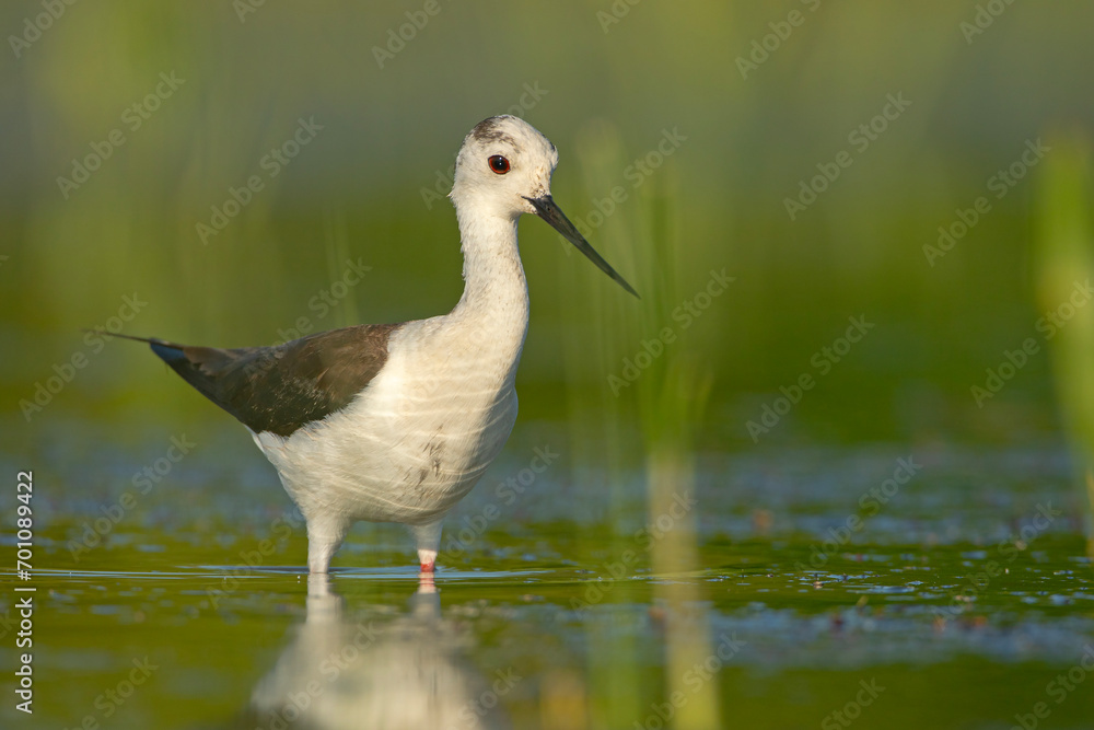 Obraz premium Szczudłak (Himantopus himantopus)