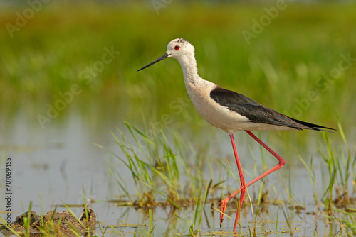 Szczudłak (Himantopus himantopus)