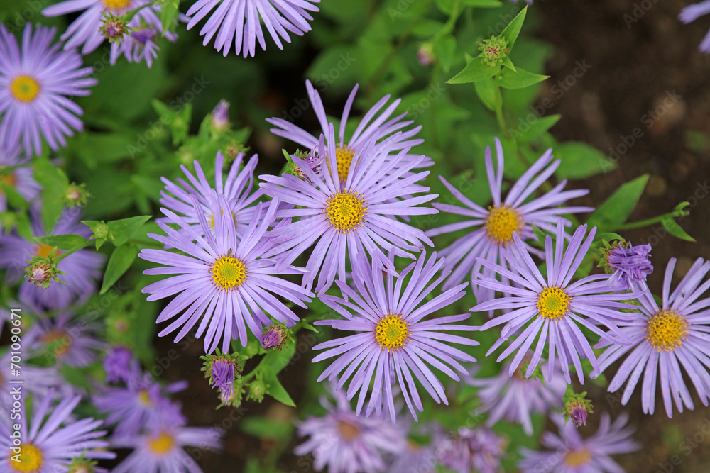 Fototapeta premium Cluster of Italian Aster blooms, Derbyshire England