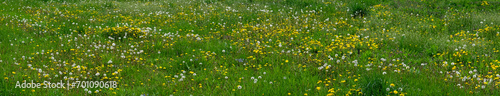 A field of dandelions  their bright yellow heads contrasting with the green grass.