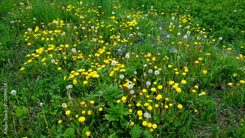 A field of dandelions, their bright yellow heads contrasting with the green grass.
