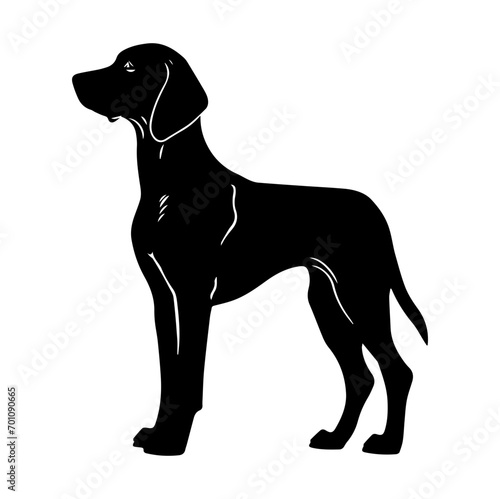 Standing Vizslas Dog, Vizslas Dog monochrome clip art. Vector illustration photo