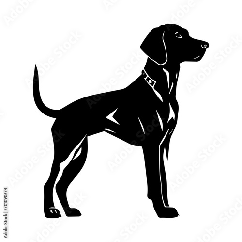 Standing Vizslas Dog, Vizslas Dog monochrome clip art. Vector illustration photo