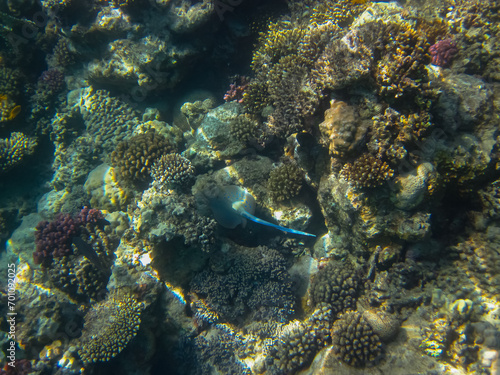 Taeniura lymma in the expanses of the coral reef of the Red Sea