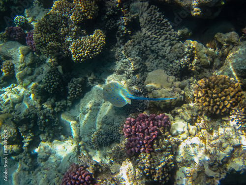 Taeniura lymma in the expanses of the coral reef of the Red Sea