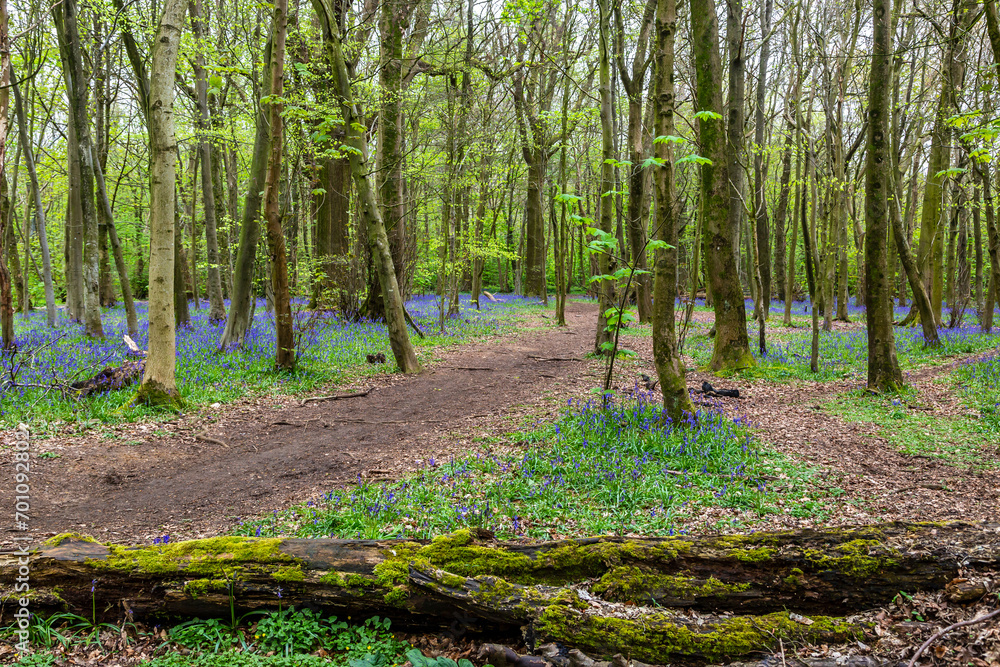 A pathway through a bluebell wood near Brighton A pathway through a bluebell wood near Brighton