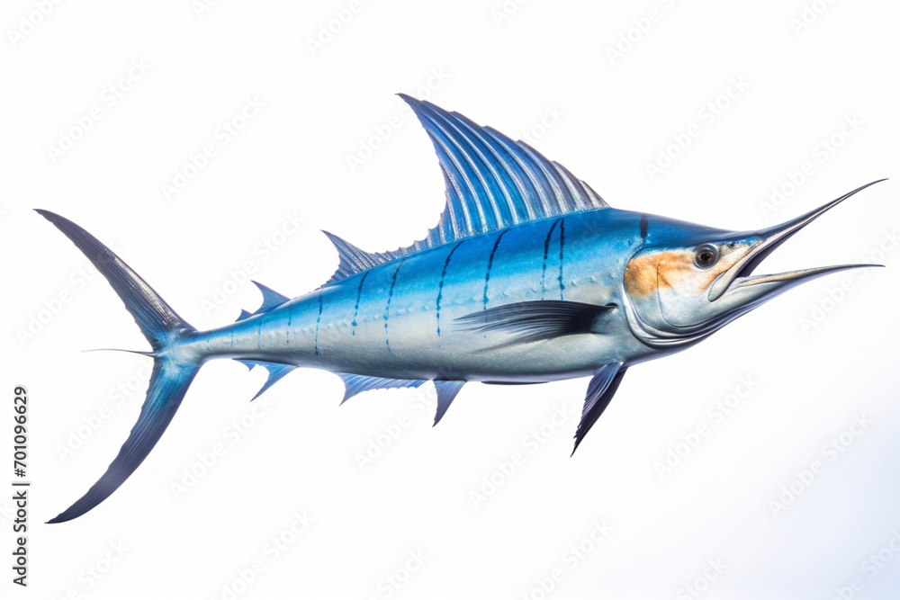 Fototapeta premium Marlin isolated on a white background. Animal side portrait.