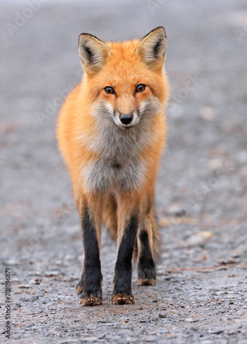 Red fox portrait with grey background © vlad_g