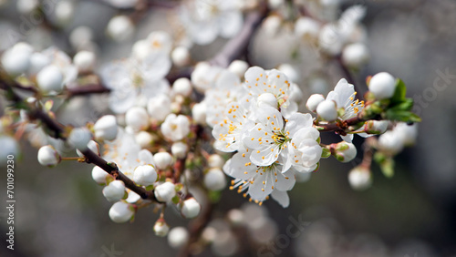 Twig of flowering blackthorn, Prunus spinosa, in spring. white flowers, natural floral background. delicate spring flowers, close-up. spring natural background, flowering tree