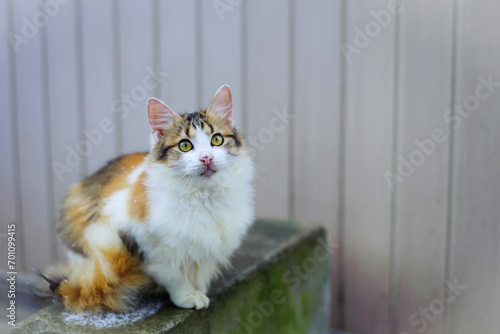 Fluffy tricolor cat with white breast on the street. a motley gorgeous cat sits and rests, looks at me with yellow eyes. on the street against the wall, close-up photo