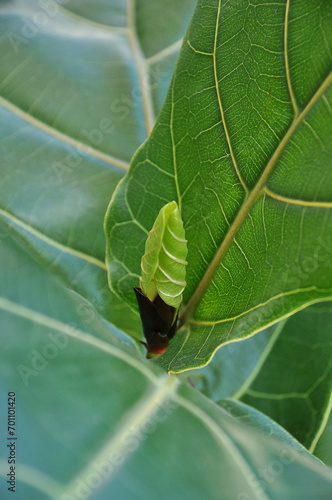 planta phicus lirata verde ornamental brotando folhas novas  photo