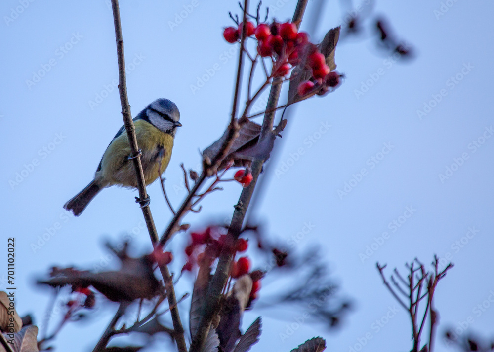 Fototapeta premium Blue Tit (Cyanistes caeruleus) Outdoors