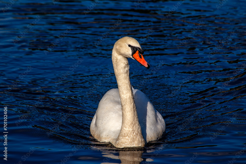 Obraz premium Adult White Swan (Cygnus spp.) Outdoors