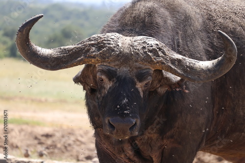 buffalo in the wild upclose