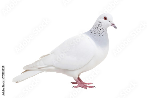 white pigeon isolated on white background © Roland