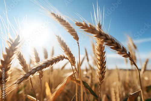 wheta field, agriculture, farming, nature, wheat, field