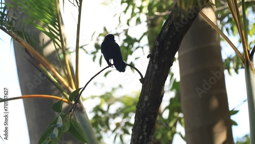 Un Quiscale noir assis sur une branche d'arbre dans un environnement naturel. Punta Cana. photo