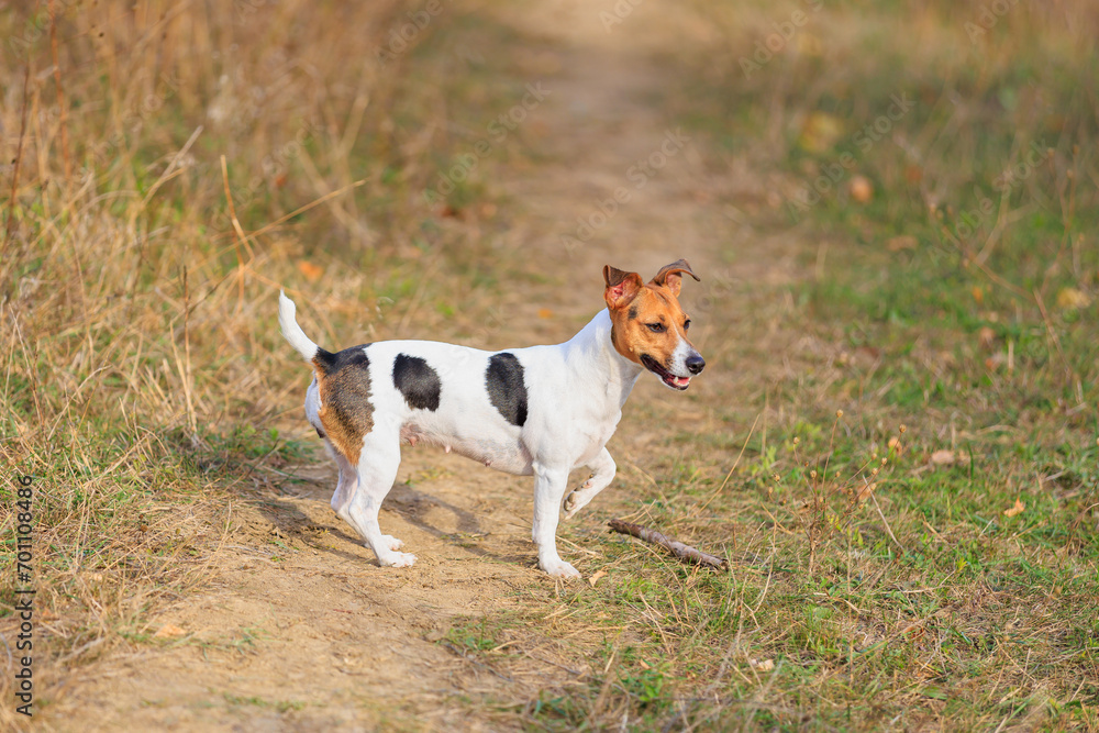 A cute Jack Russell Terrier dog walks in nature. Pet portrait with selective focus and copy space A cute Jack Russell Terrier dog walks in nature. Pet portrait with selective focus and copy space
