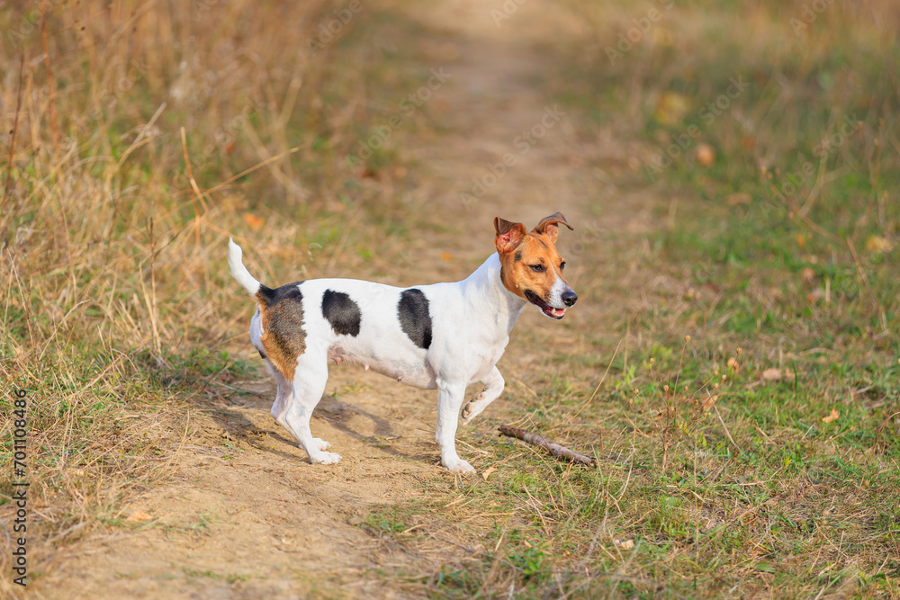 A cute Jack Russell Terrier dog walks in nature. Pet portrait with selective focus and copy space