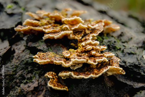 fungus on tree