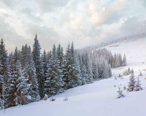 Winter calm dull mountain landscape with fir trees  on slope (Kukol Mount, Carpathian Mountains, Ukraine) © wildman