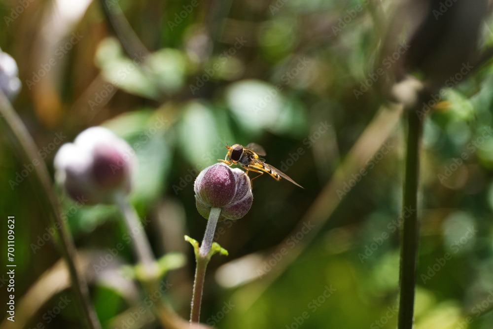 Nature photo of an insect hoverfly on a round flower and blurred background - Stockphoto Nature photo of an insect hoverfly on a round flower and blurred background - Stockphoto