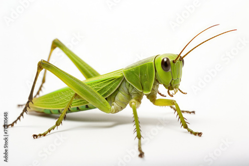 Background insect macro isolated green grasshopper white