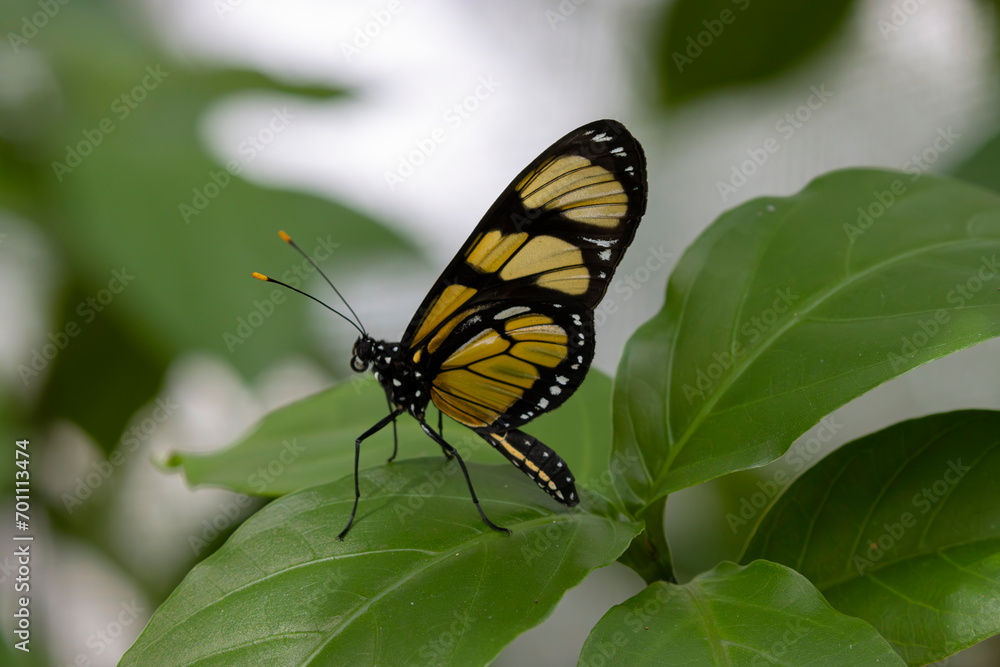 Fototapeta premium Butterfly