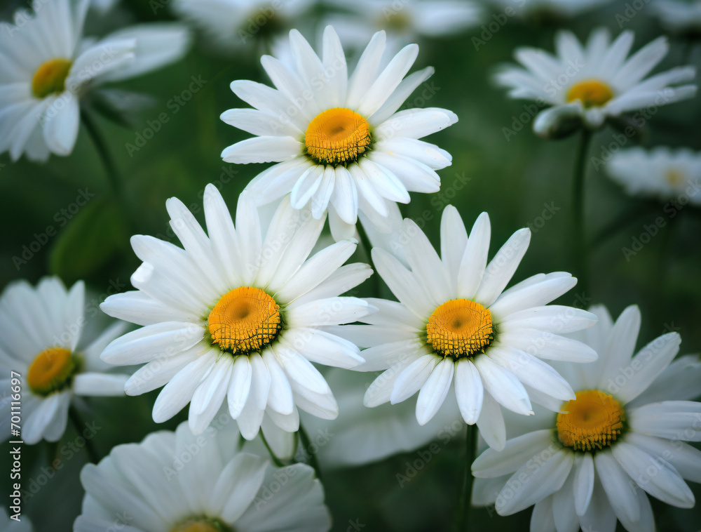 Flower, micro photography, Generative AI illustrations Flower, micro photography, Generative AI illustrations