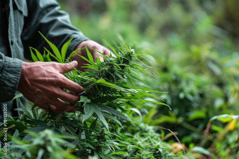 Harvesting Medical Marijuana