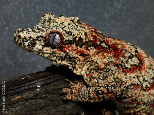 lizard in nature gecko wild animal photo