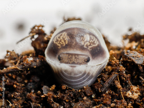 isopod insects in nature bug fly  photo