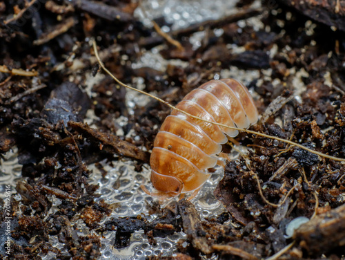 isopod insects in nature bug fly 