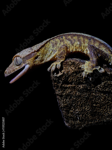 lizard gecko in nature texture scales