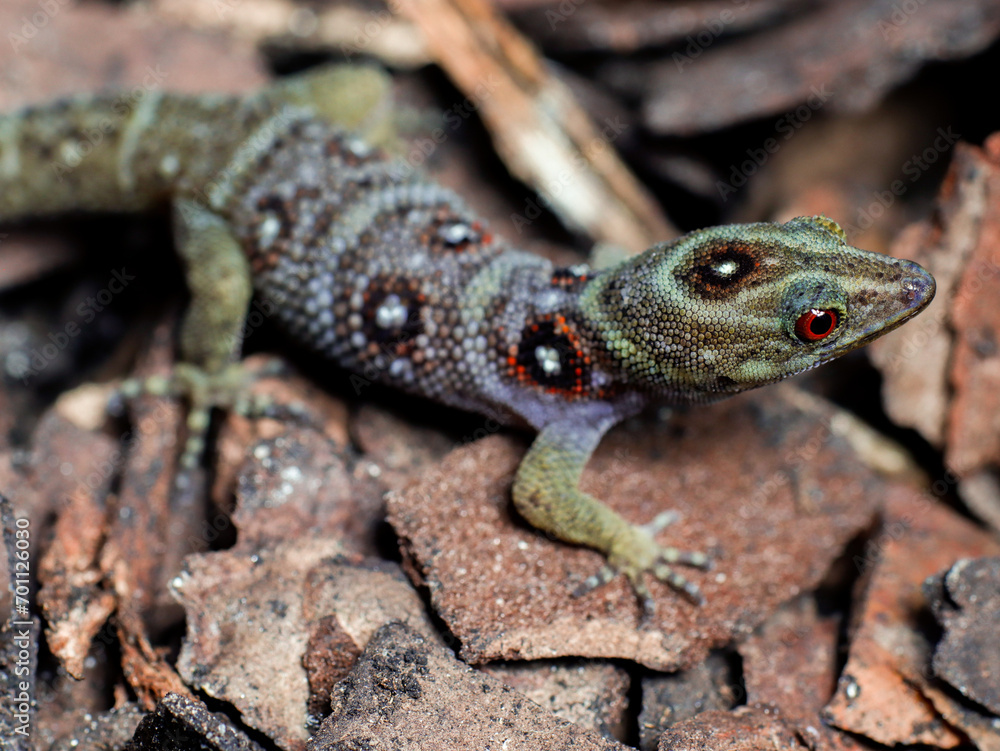 Fototapeta premium lizard gecko in nature texture scales