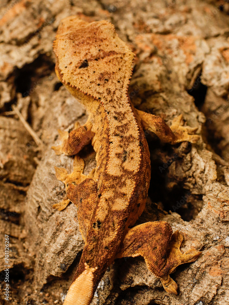 lizard gecko in nature texture scales lizard gecko in nature texture scales