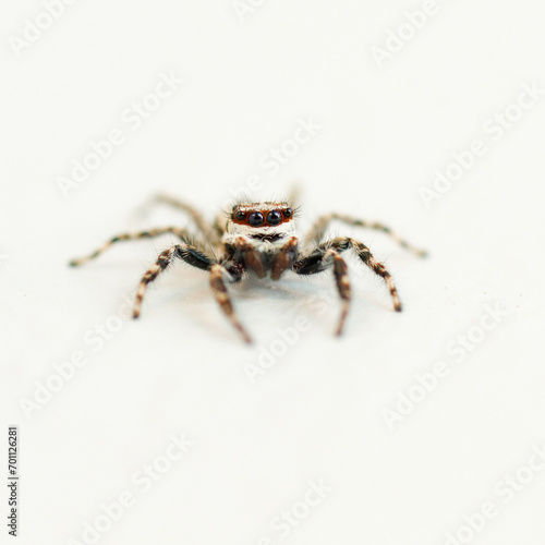 little spider tarantula in nature eye