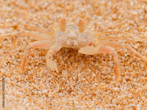 crab on the beach in the sand texture wild nature