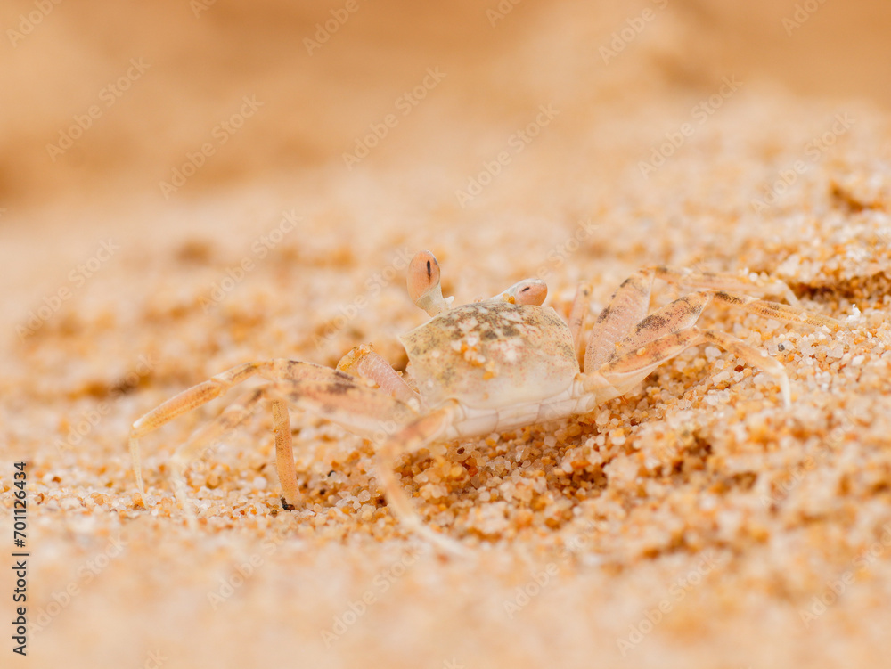 crab on the beach in the sand texture wild nature crab on the beach in the sand texture wild nature