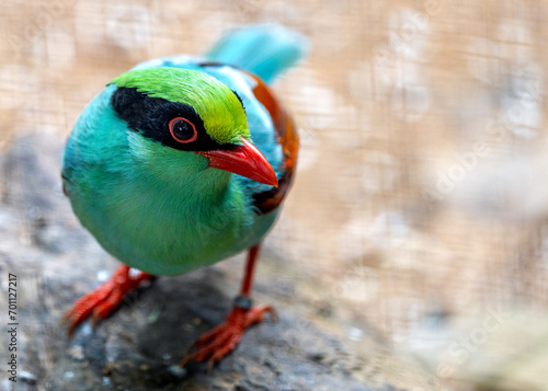 Common Green Magpie (Cissa chinensis) Outdoors photo