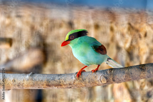 Common Green Magpie (Cissa chinensis) Outdoors photo