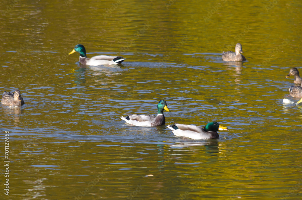 family of ducks on the pond in summer family of ducks on the pond in summer