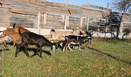  Domestic goats of the Nubian breed graze in the meadow in autumn. Sunny day