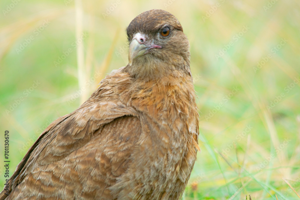 Chimango caracara falcon perched on the earth Chimango caracara falcon perched on the earth
