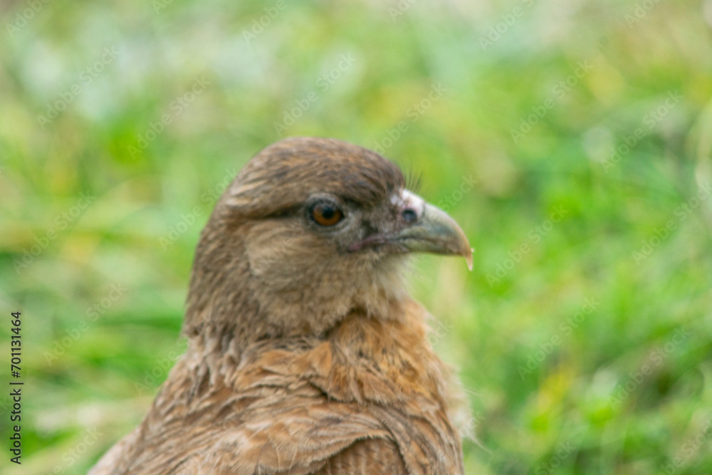 Chimango caracara falcon perched on the earth Chimango caracara falcon perched on the earth