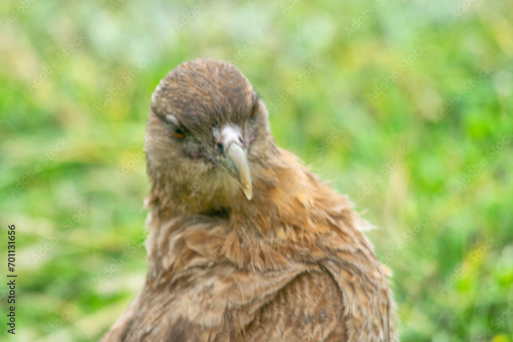 Chimango caracara falcon perched on the earth Chimango caracara falcon perched on the earth